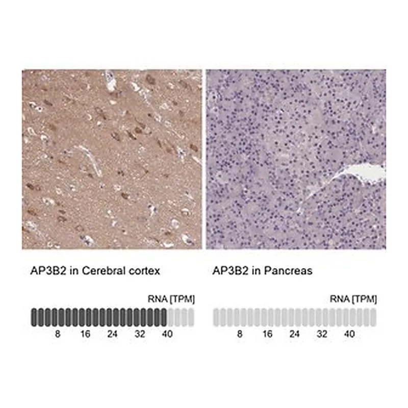 Merck Anti-AP3B2 antibody produced in rabbit