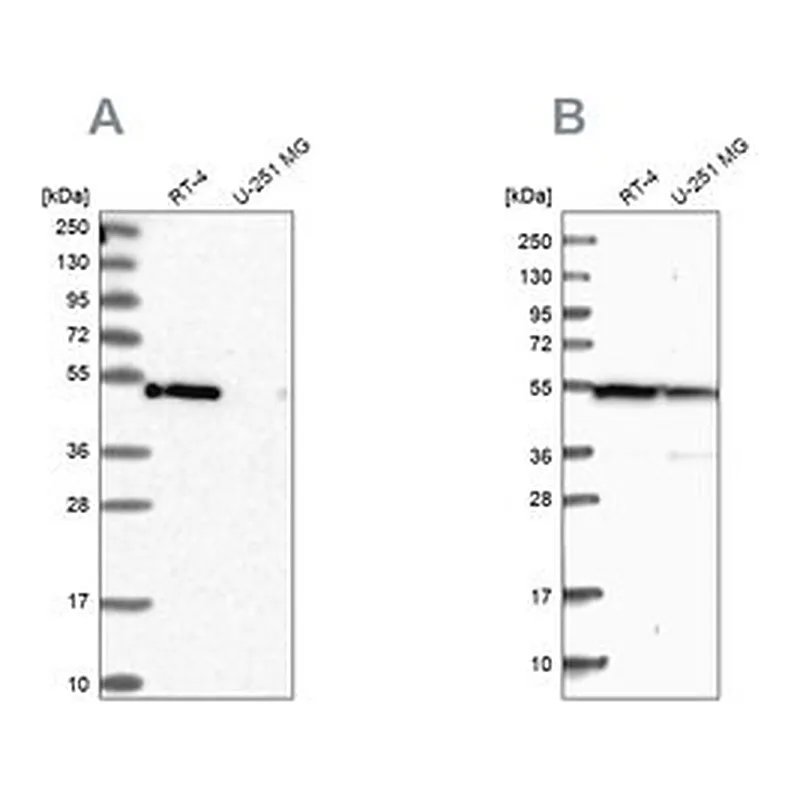 Merck Anti-RASSF9 antibody produced in rabbit