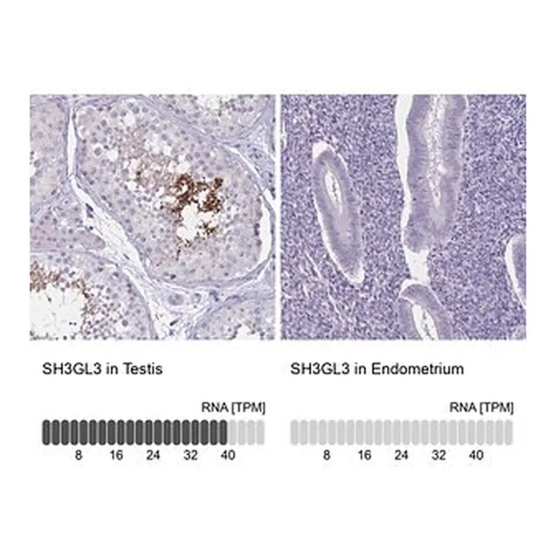 Merck Anti-SH3GL3 antibody produced in rabbit