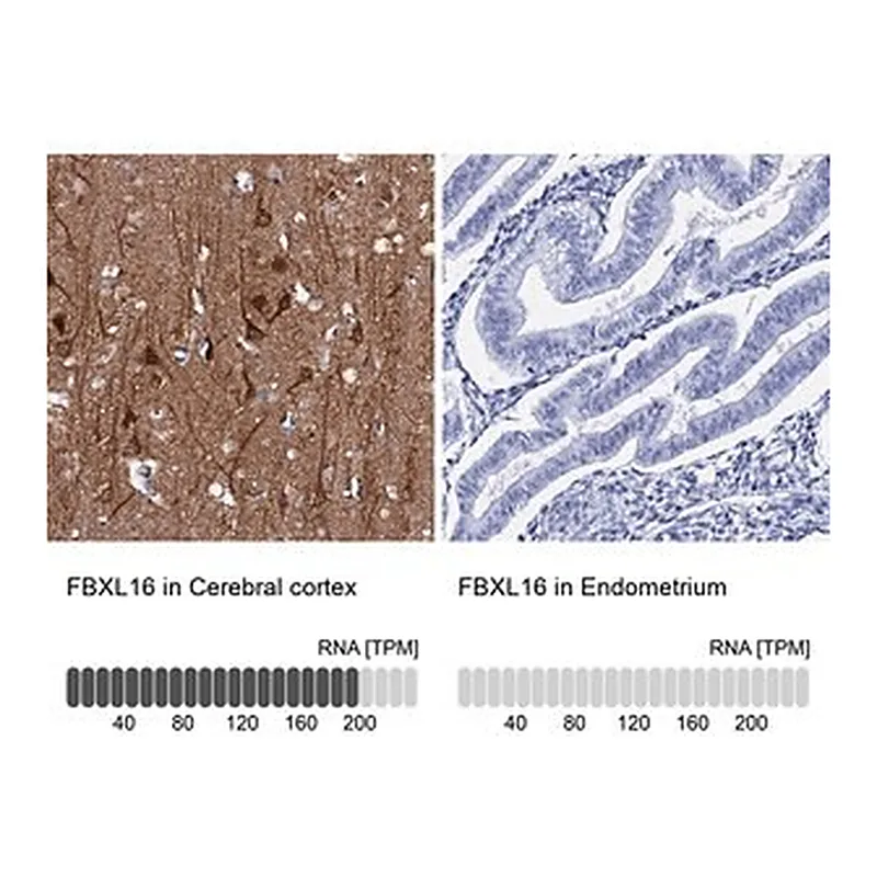 Merck Anti-FBXL16 antibody produced in rabbit