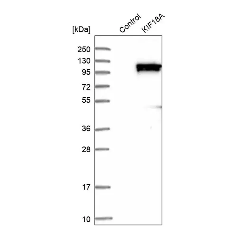 Merck Anti-KIF18A antibody produced in rabbit