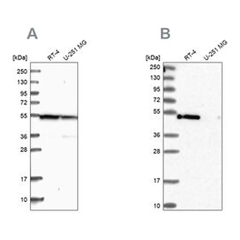 Merck Anti-RASSF9 antibody produced in rabbit