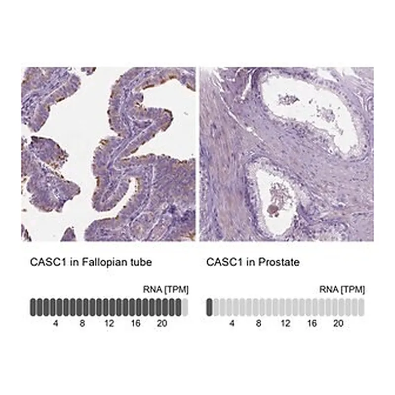 Merck Anti-CASC1 antibody produced in rabbit