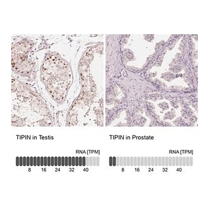 Merck Anti-TIPIN antibody produced in rabbit