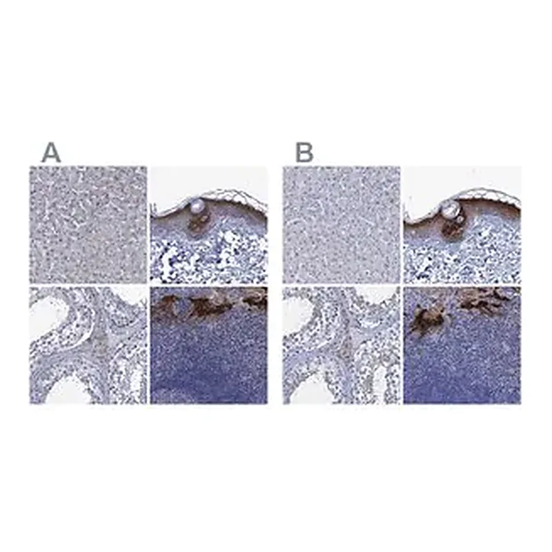 Merck Anti-SCEL antibody produced in rabbit