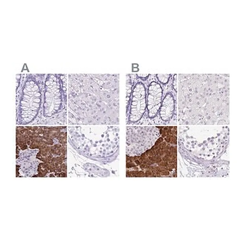 Merck Anti-ERP27 antibody produced in rabbit