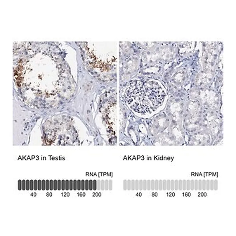 Merck Anti-AKAP3 antibody produced in rabbit