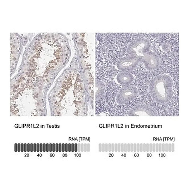 Merck Anti-GLIPR1L2 antibody produced in rabbit