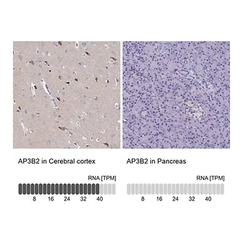 Merck Anti-AP3B2 antibody produced in rabbit