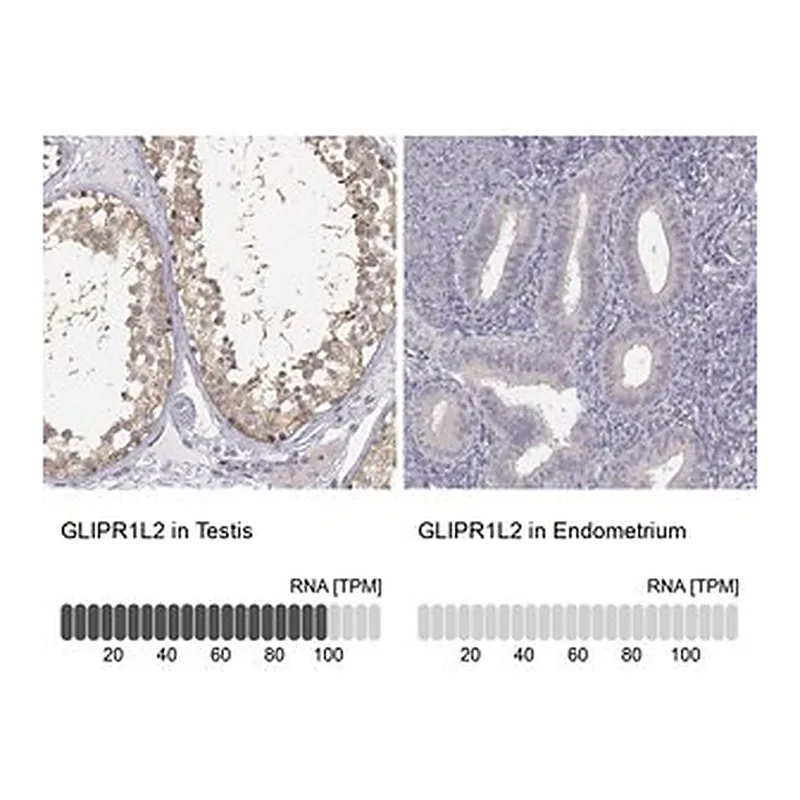Merck Anti-GLIPR1L2 antibody produced in rabbit