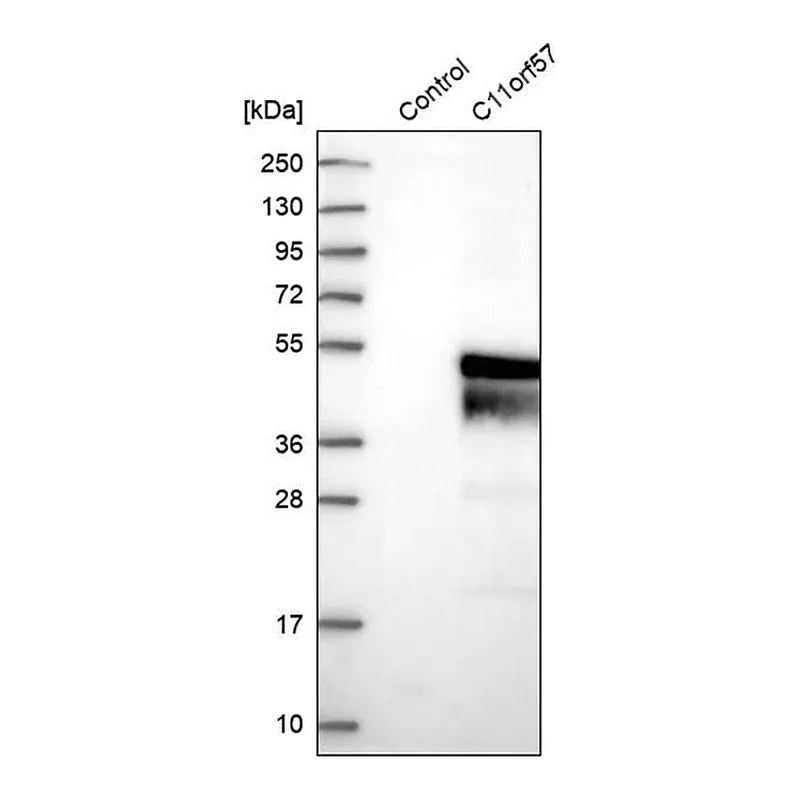 Merck Anti-C11orf57 antibody produced in rabbit