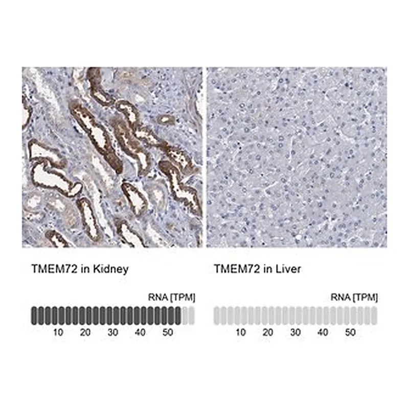 Merck Anti-TMEM72 antibody produced in rabbit