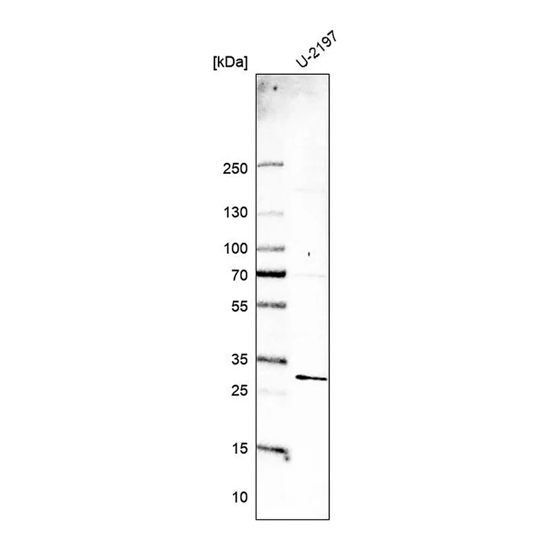 Merck Anti-MED19 antibody produced in rabbit