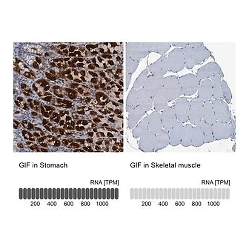 Merck Anti-GIF antibody produced in rabbit