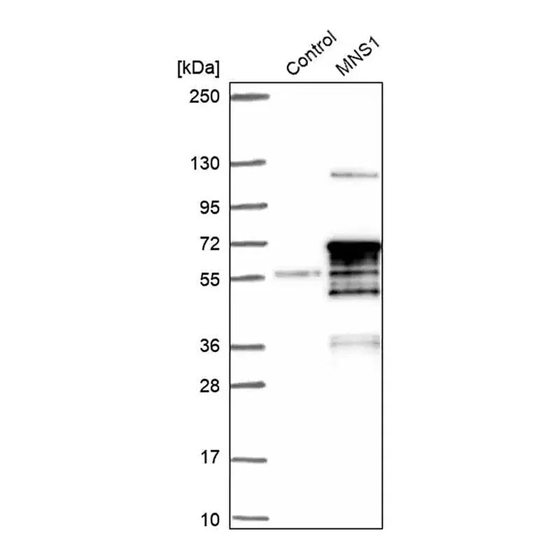 Merck Anti-MNS1 antibody produced in rabbit