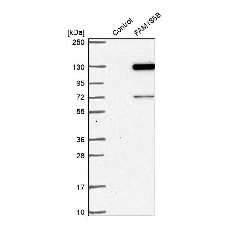 Merck Anti-FAM186B antibody produced in rabbit