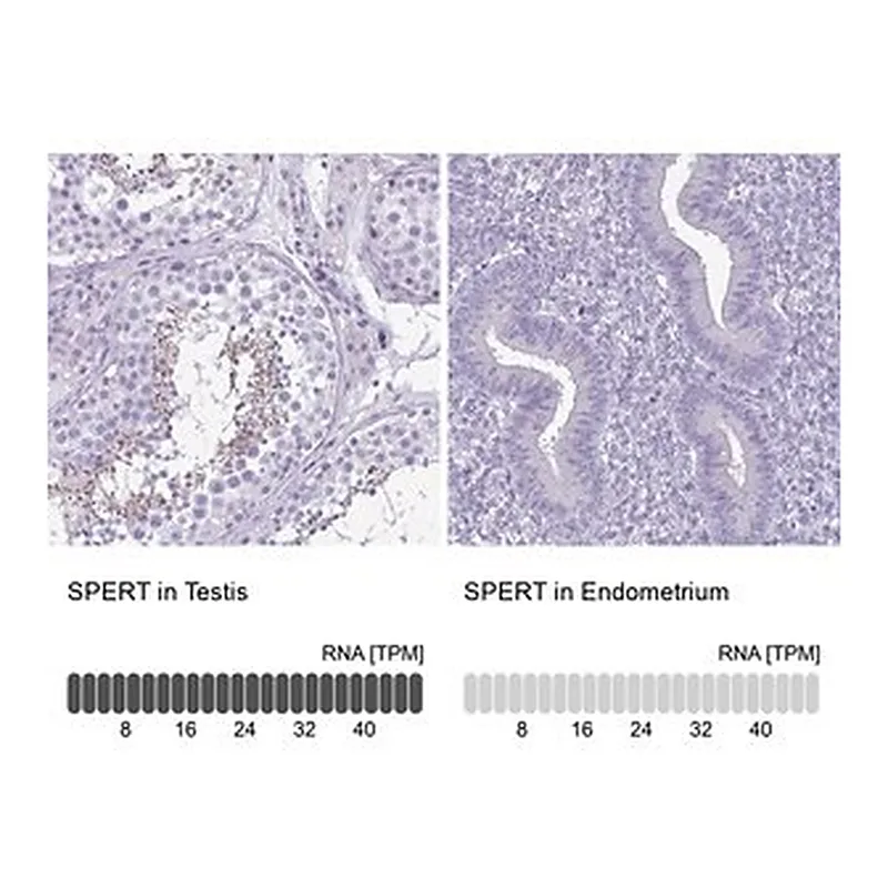 Merck Anti-SPERT antibody produced in rabbit