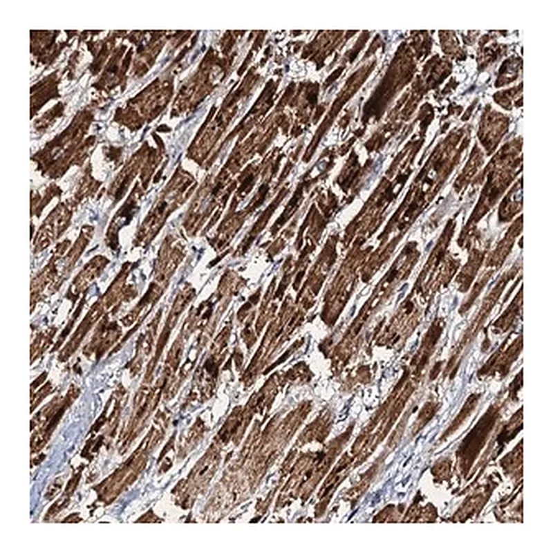 Merck Anti-NDUFA12 antibody produced in rabbit