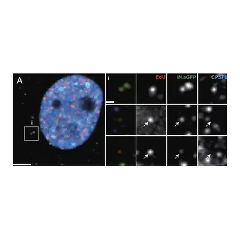 Merck Anti-CPSF6 antibody produced in rabbit