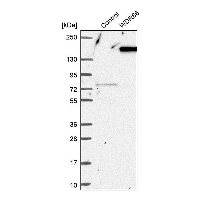 Merck Anti-WDR66 antibody produced in rabbit