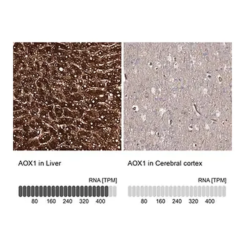 Merck Anti-AOX1 antibody produced in rabbit