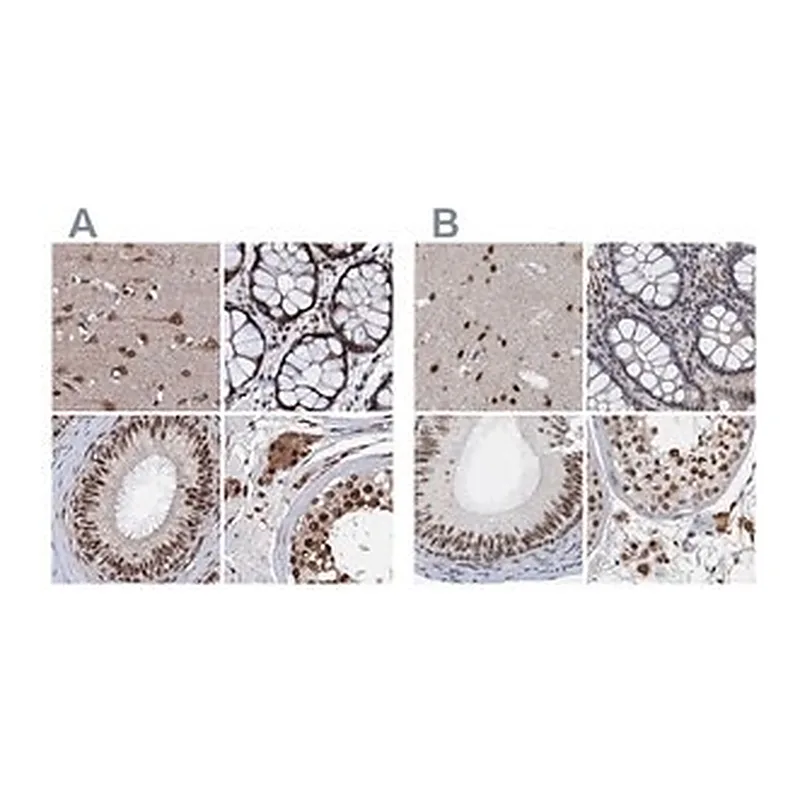 Merck Anti-CSTF3 antibody produced in rabbit