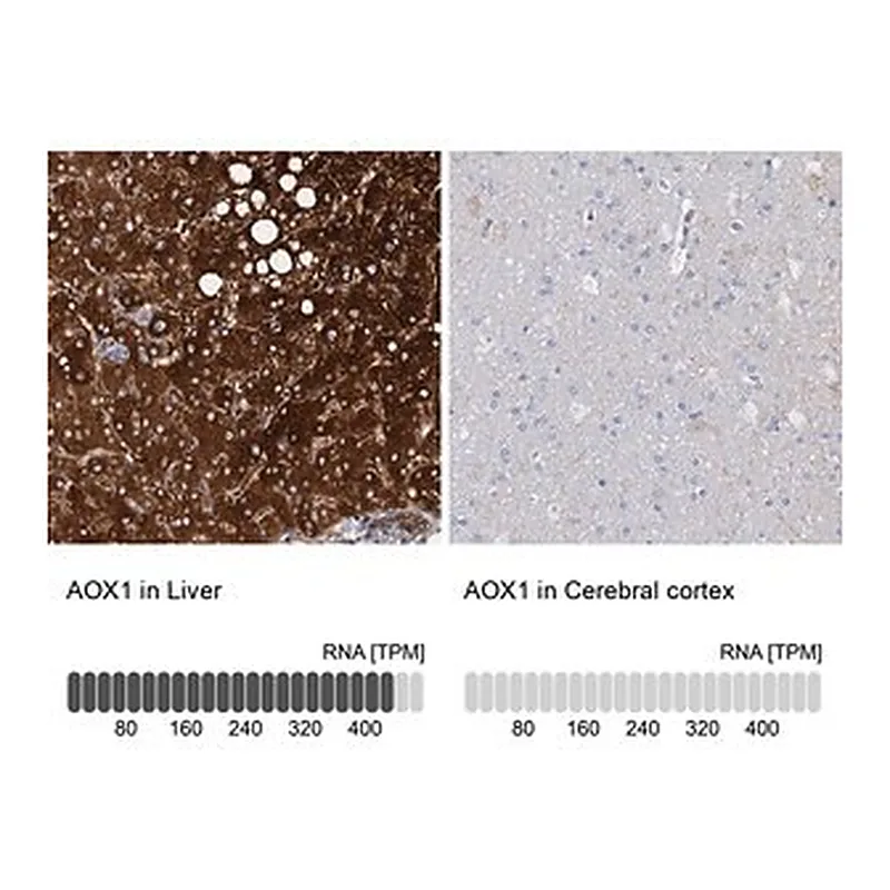 Merck Anti-AOX1 antibody produced in rabbit