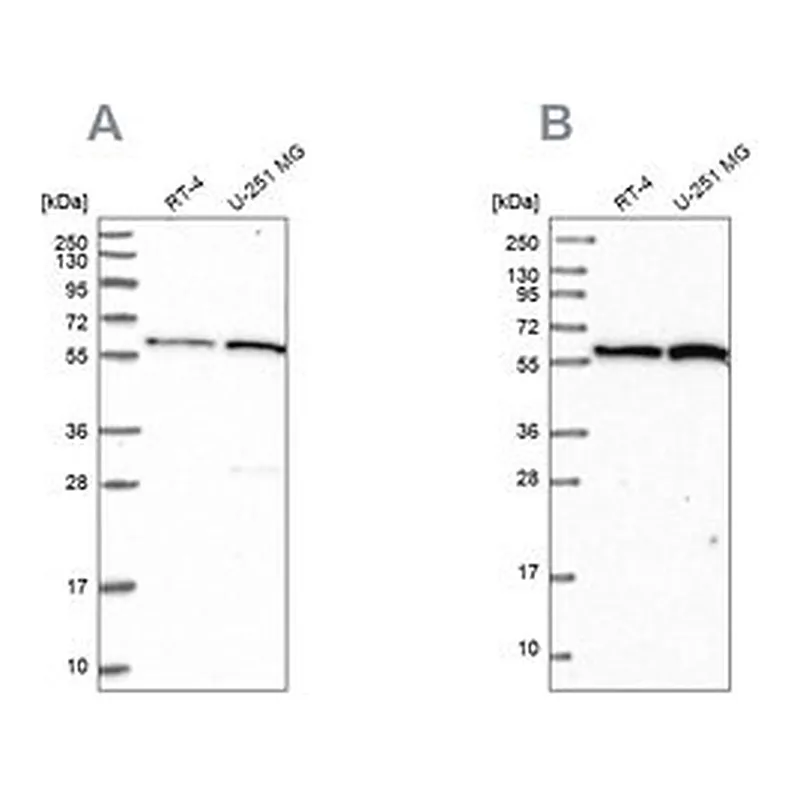 Merck Anti-INTS14 antibody produced in rabbit