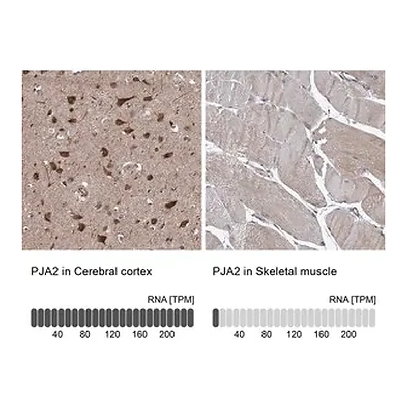 Merck Anti-PJA2 antibody produced in rabbit