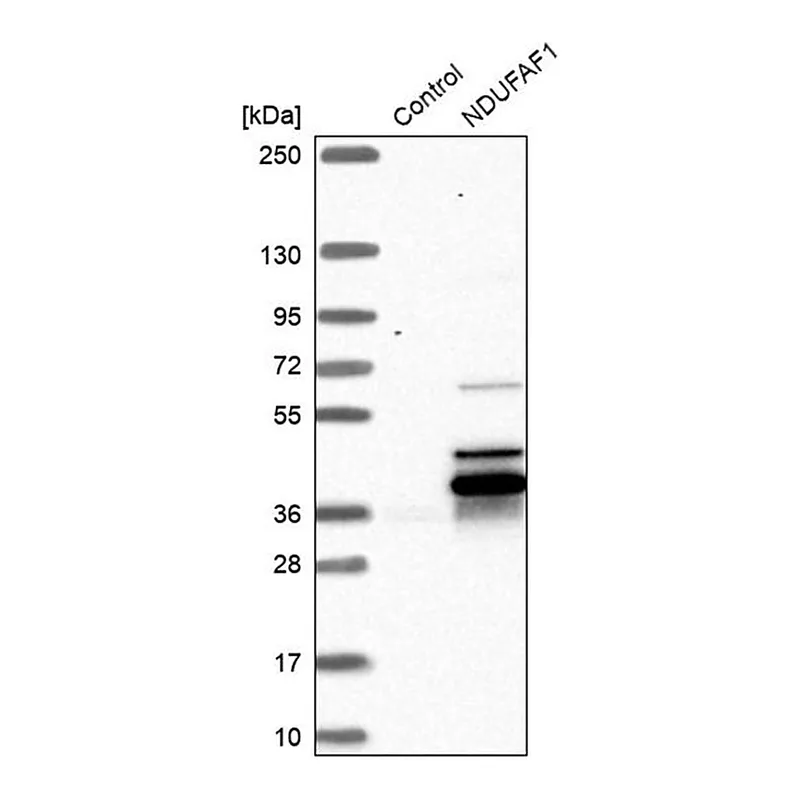 Merck Anti-NDUFAF1 antibody produced in rabbit