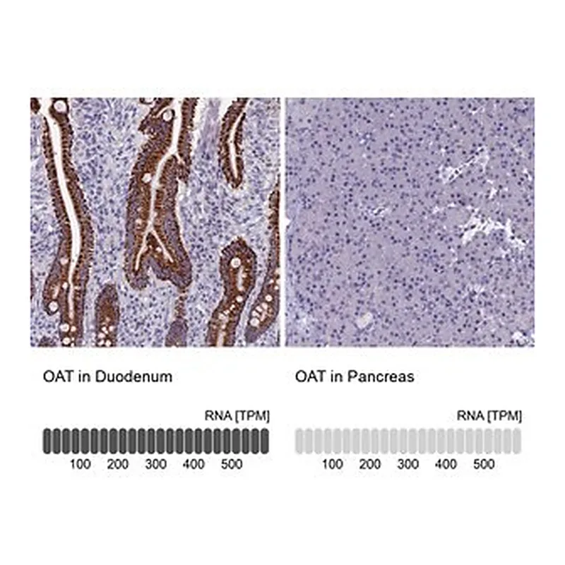 Merck Anti-OAT antibody produced in rabbit