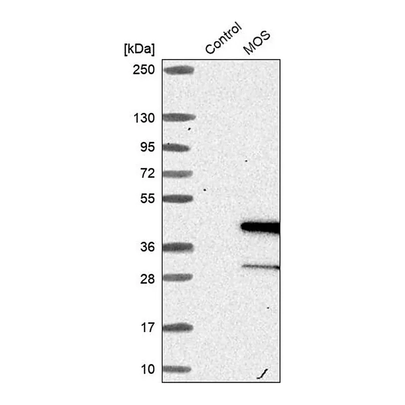 Merck Anti-MOS antibody produced in rabbit