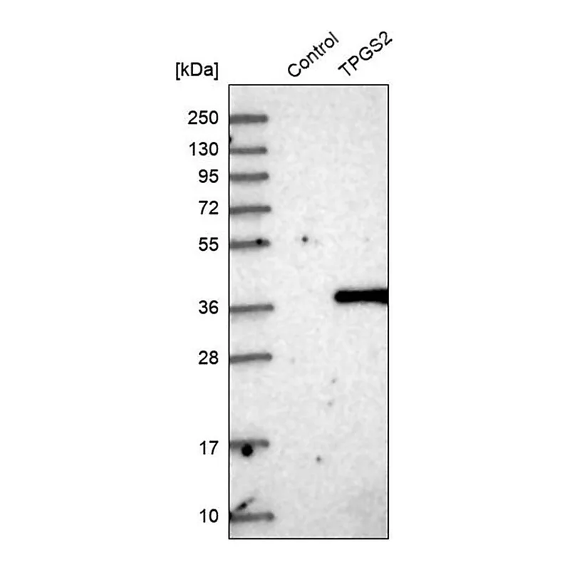 Merck Anti-TPGS2 antibody produced in rabbit