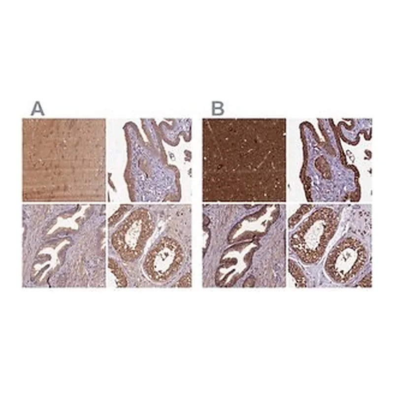 Merck Anti-KLC2 antibody produced in rabbit
