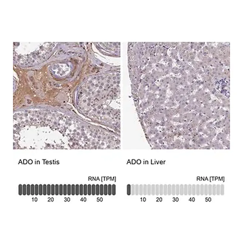 Merck Anti-ADO antibody produced in rabbit