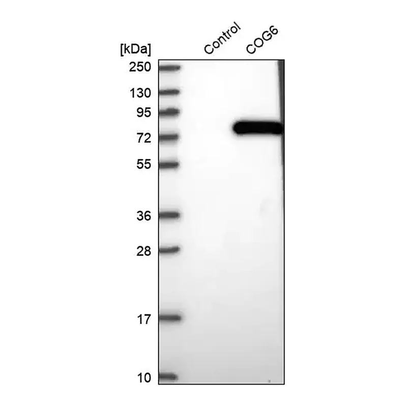 Merck Anti-COG6 antibody produced in rabbit