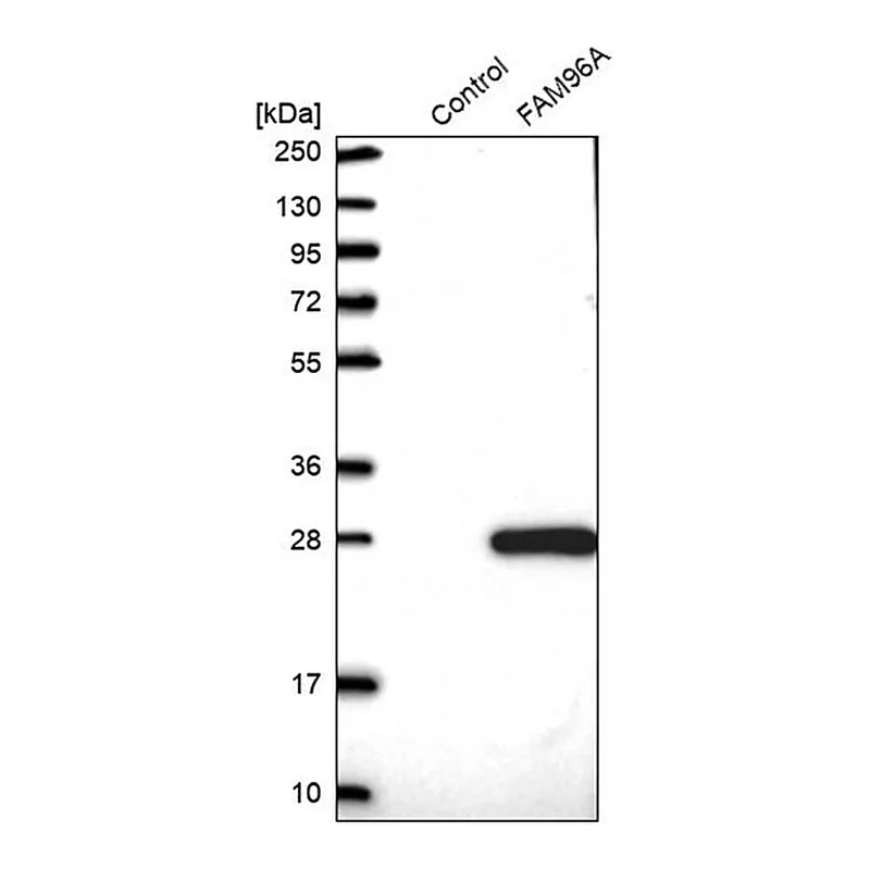 Merck Anti-FAM96A antibody produced in rabbit