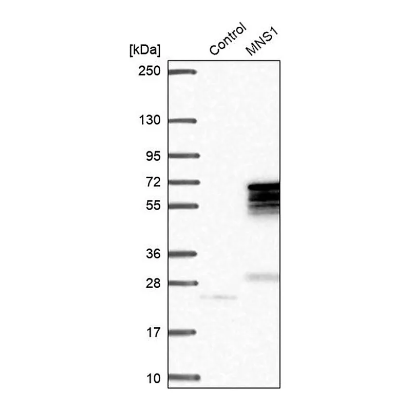 Merck Anti-MNS1 antibody produced in rabbit