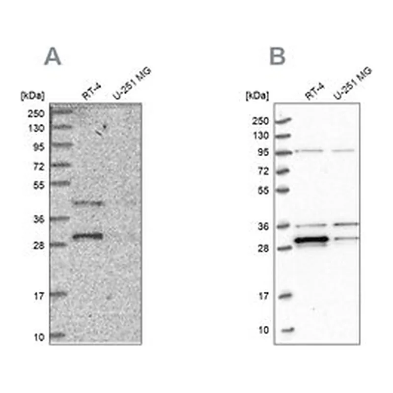 Merck Anti-PPTC7 antibody produced in rabbit