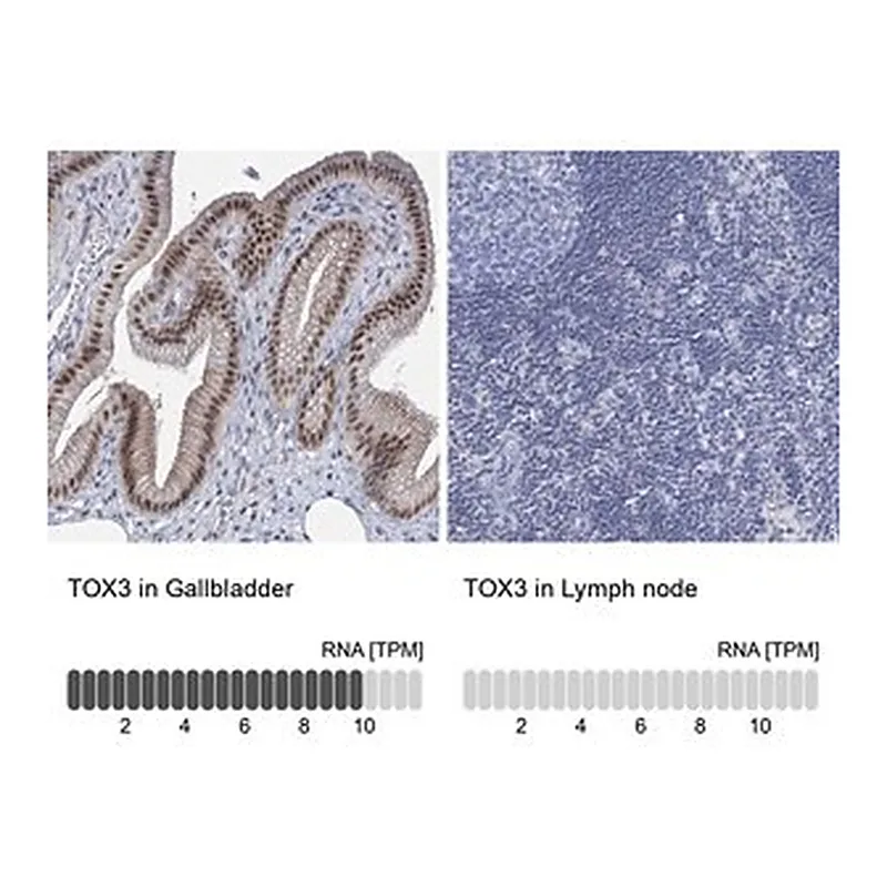 Merck Anti-TOX3 antibody produced in rabbit