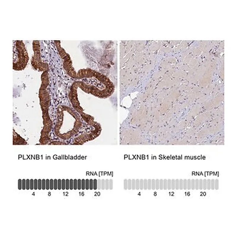 Merck Anti-PLXNB1 antibody produced in rabbit