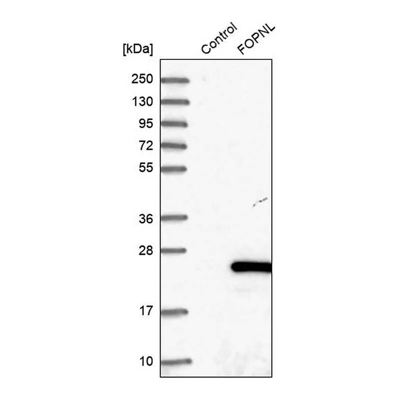 Merck Anti-FOPNL antibody produced in rabbit