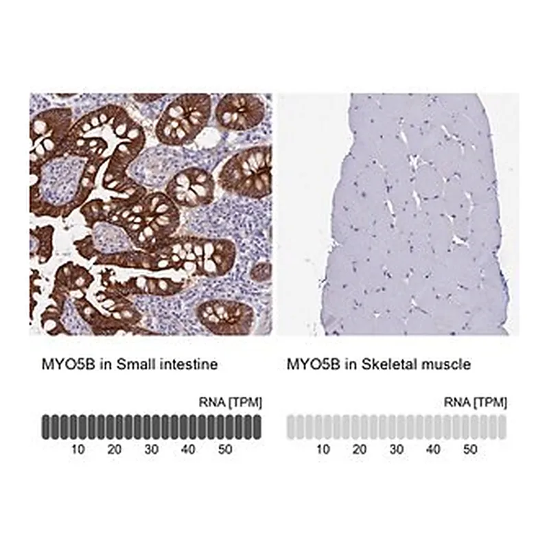 Merck Anti-MYO5B antibody produced in rabbit