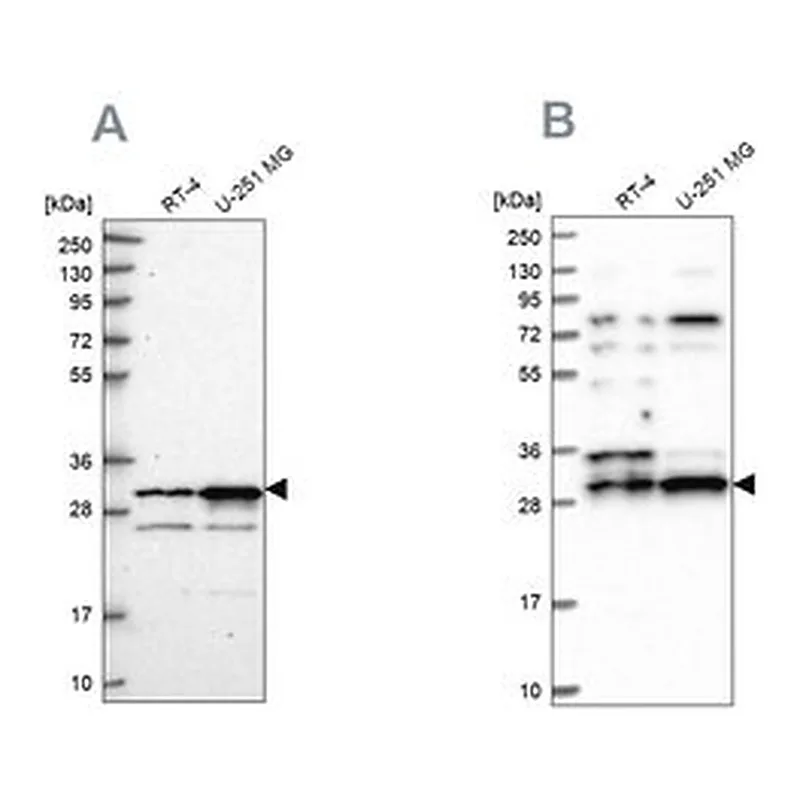 Merck Anti-HAUS1 antibody produced in rabbit