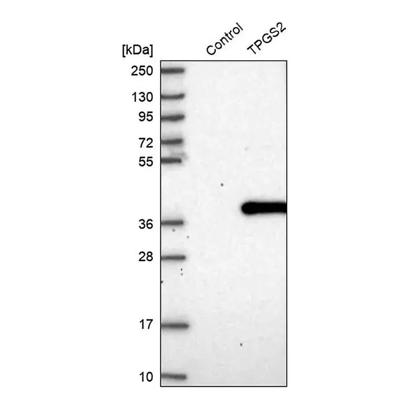 Merck Anti-TPGS2 antibody produced in rabbit