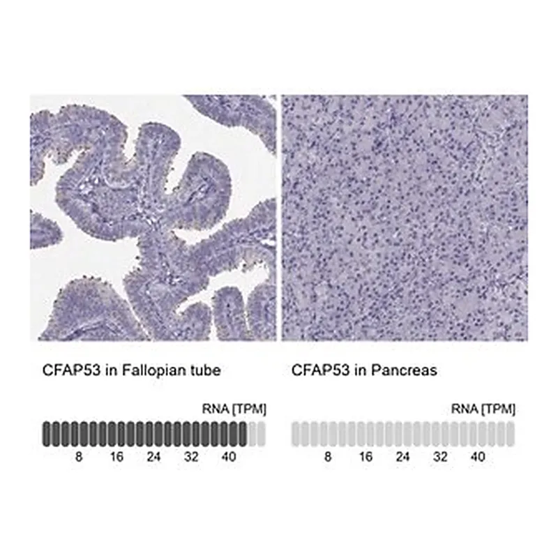 Merck Anti-CFAP53 antibody produced in rabbit