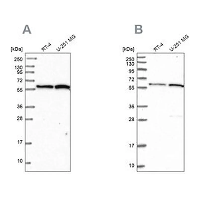 Merck Anti-INTS14 antibody produced in rabbit