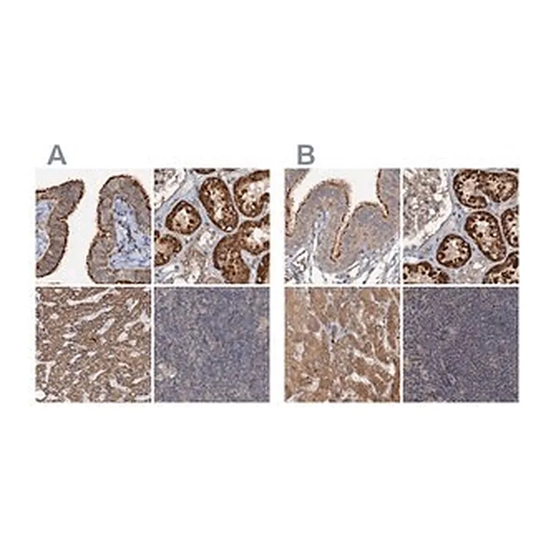 Merck Anti-CEP68 antibody produced in rabbit