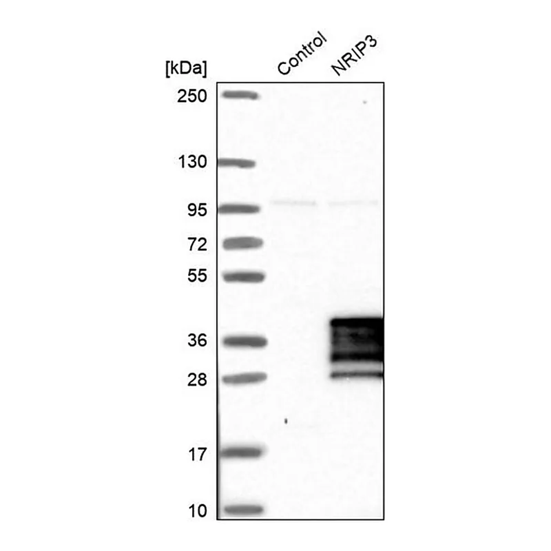 Merck Anti-NRIP3 antibody produced in rabbit