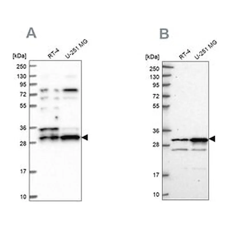 Merck Anti-HAUS1 antibody produced in rabbit